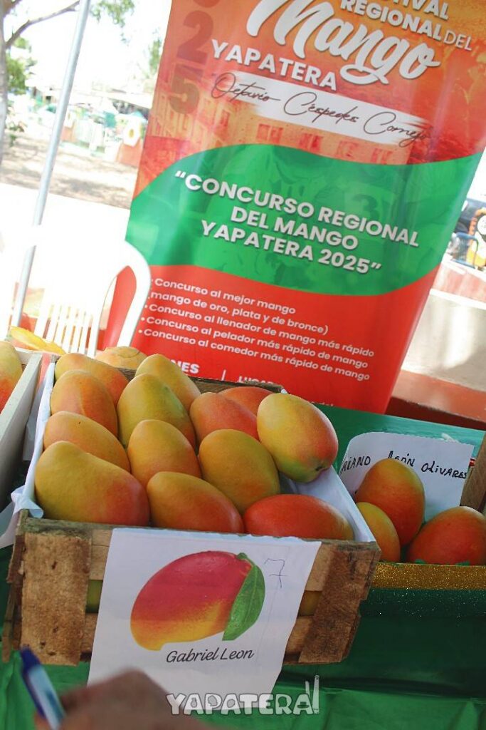 FM11 MANGOS CONCURSANTES 2