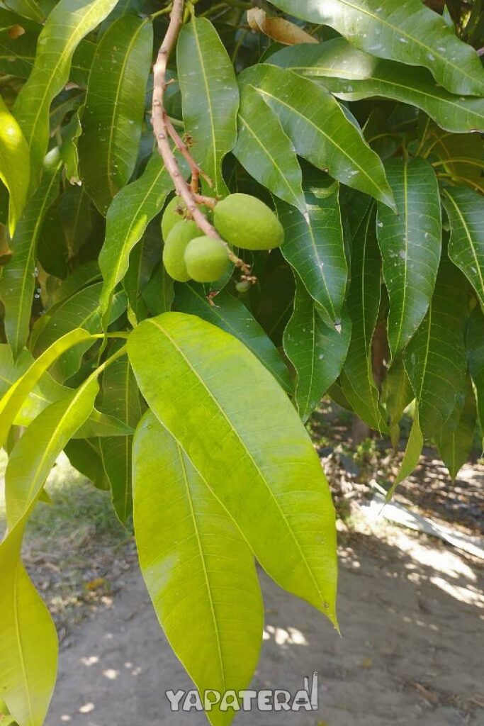 MA2 mango recien creciendo