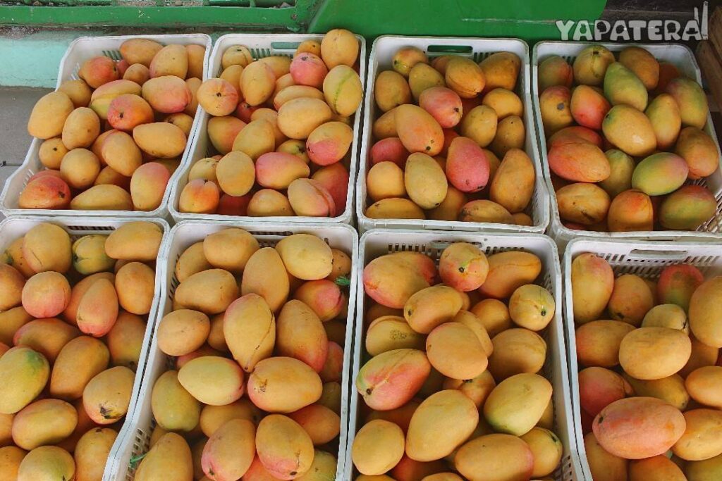 MA7 mango 1