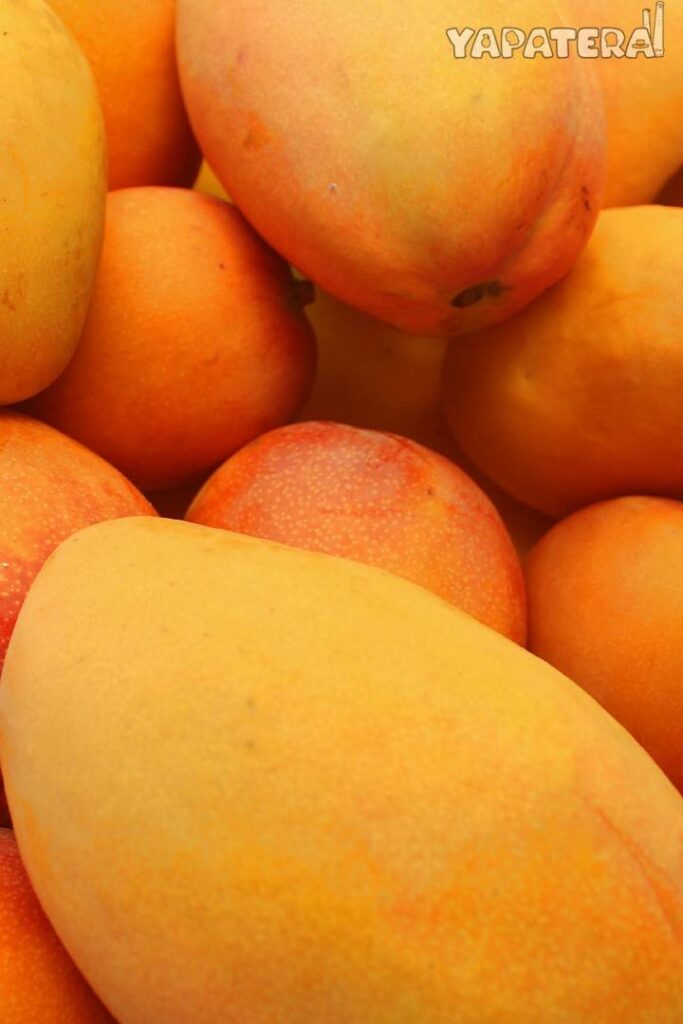 MA8 mango 3