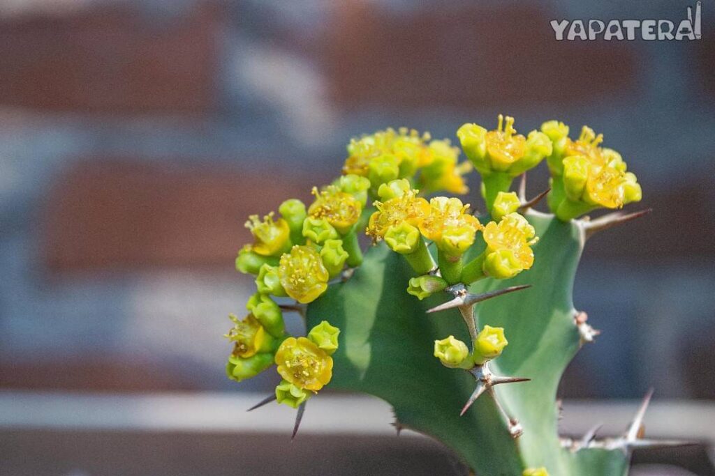 VIV3 flor de cactus