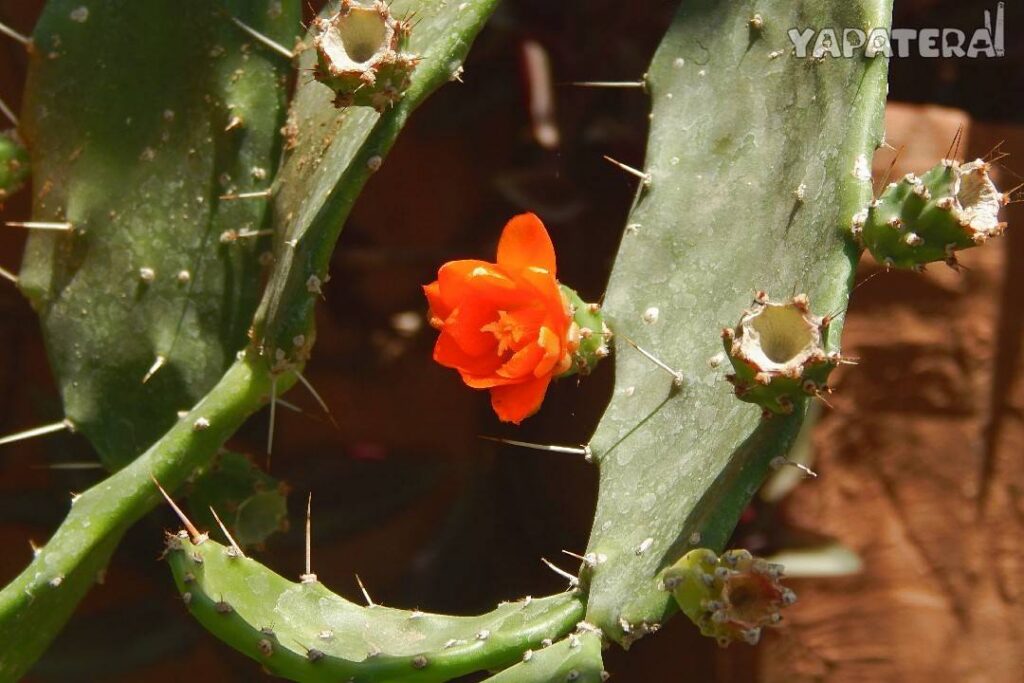 VIV4 cactus