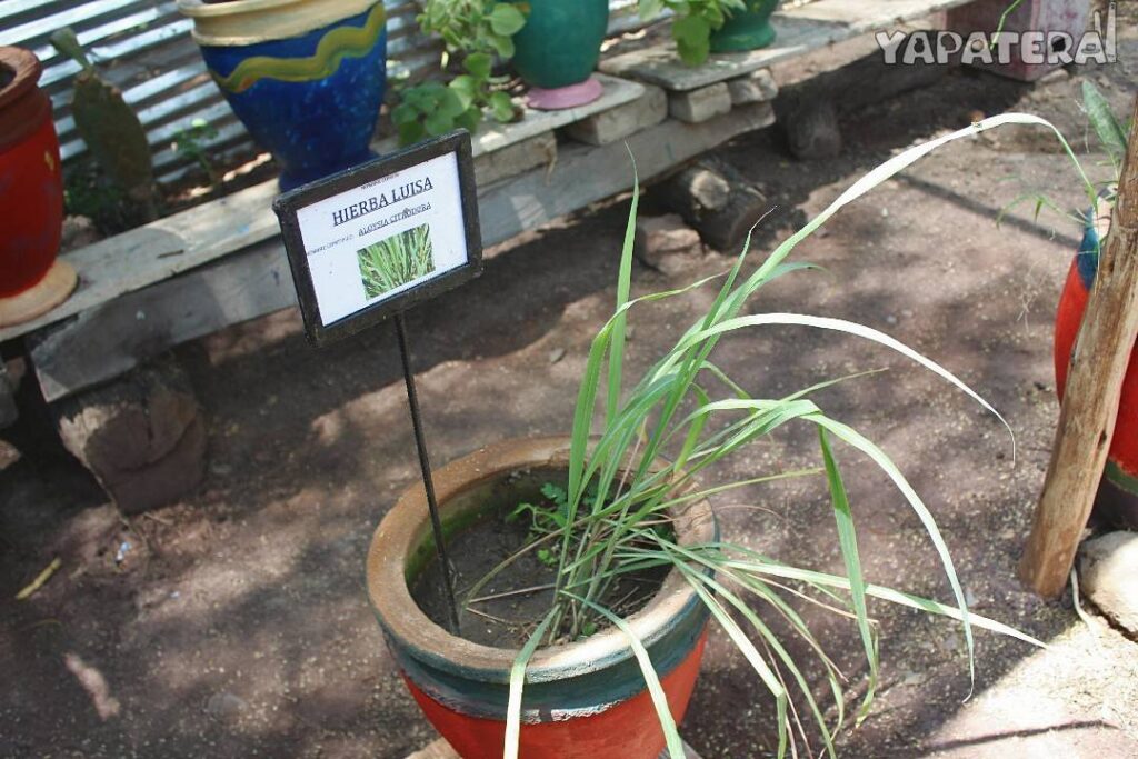 VM3 hierba luisa de vivero del museo