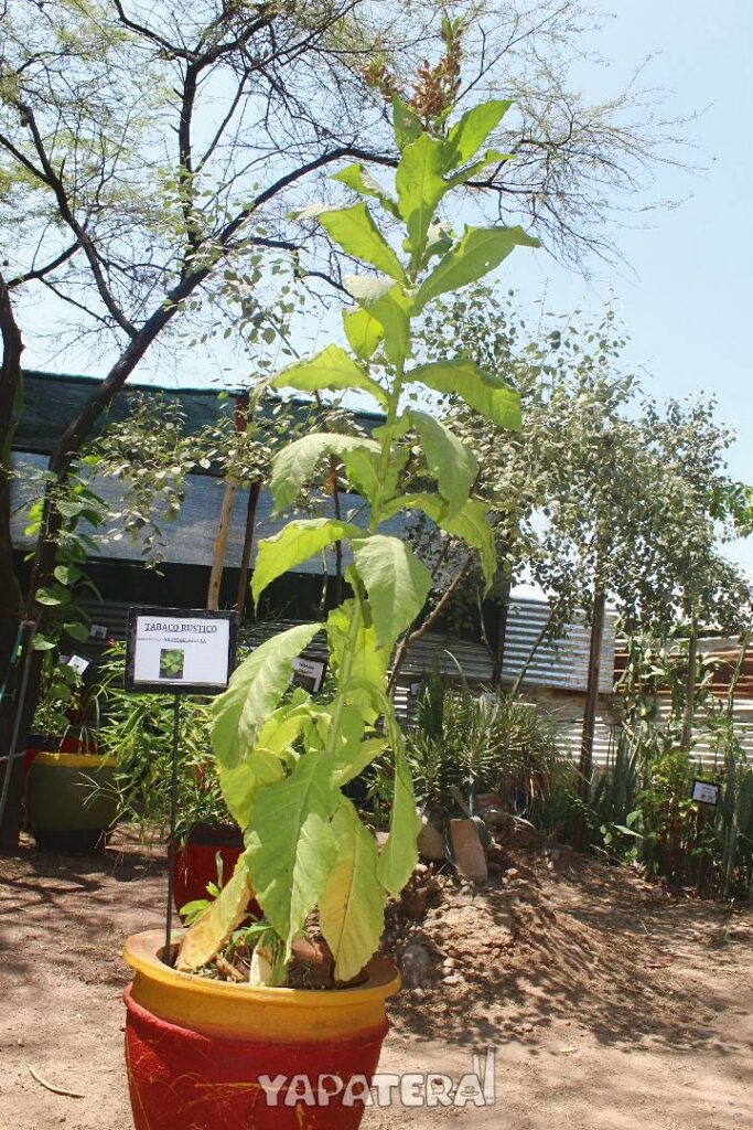 VM7 planta de tabaco en vivero de museo afroyapaterano